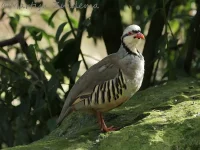 Aziatische steenpatrijs ssp Cypriotes [Alectoris chukar cypriotes]